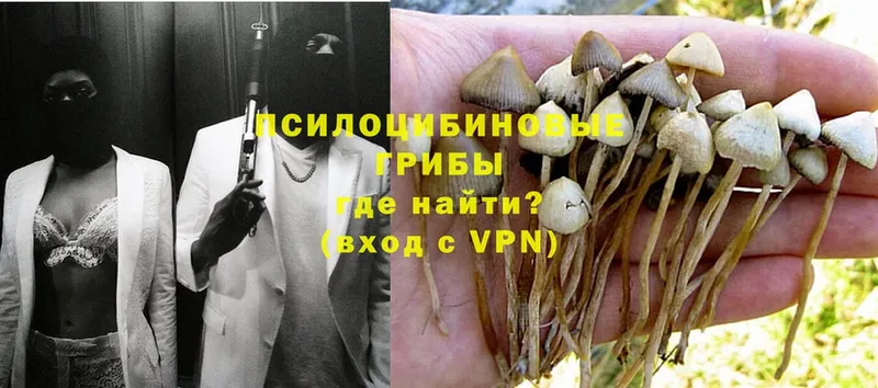 Псилоцибиновые грибы Magic Shrooms  наркошоп  Балашов 